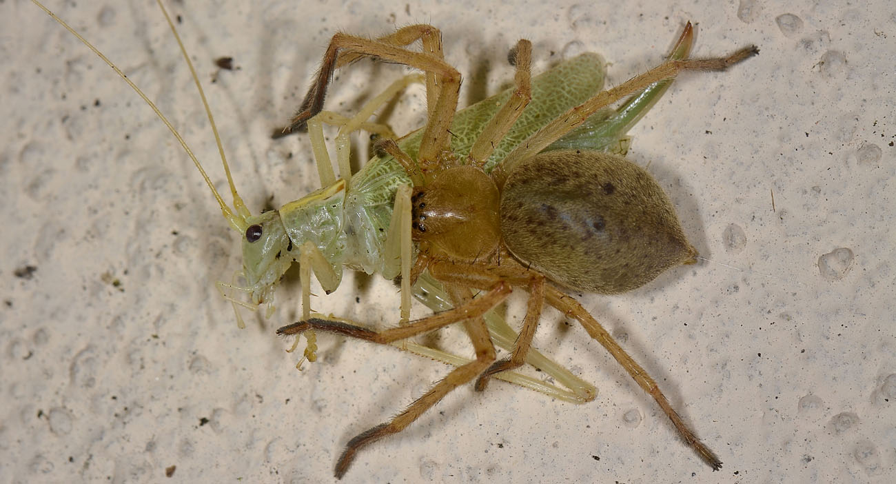 Ortottero predato: Meconema thalassinum (Meconematidae)